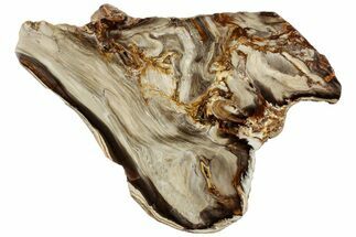Polished Petrified Wood (Bald Cypress?) Slab - Washington #308401