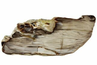 Polished Petrified Wood (Bald Cypress?) Slab - Washington #308404