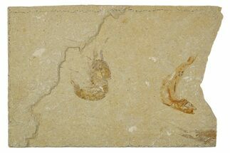 Cretaceous Fossil Shrimp With Fish - Lebanon #308521