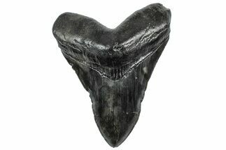 Fossil Megalodon Tooth - South Carolina #307530