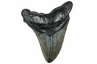 Fossil Megalodon Tooth - South Carolina #307535