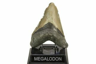 Serrated, Fossil Megalodon Tooth - North Carolina #308478