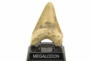 Serrated, Fossil Megalodon Tooth - Huge NC Meg #308524