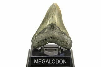 Serrated, Fossil Megalodon Tooth - North Carolina #308527