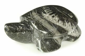 Carved Fossil Horn Coral Turtle - Idaho #308566