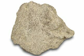 Dinosaur (Triceratops) Frill Shield Section - Montana #307061