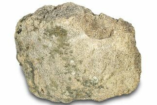 Dinosaur (Triceratops) Bone Section - Montana #307079