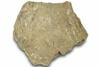 Dinosaur (Triceratops) Bone Section - Montana #307089