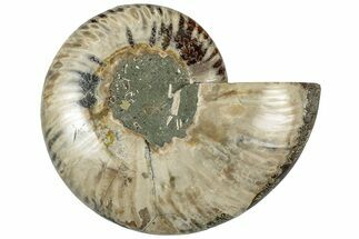 Cut & Polished Ammonite Fossil (Half) - Madagascar #308616