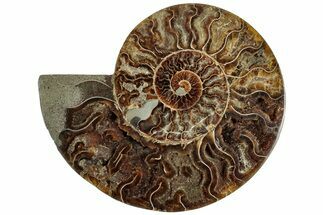 Cut & Polished Ammonite Fossil (Half) - Madagascar #308618