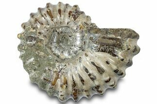 Bumpy Ammonite (Douvilleiceras) Fossil With Purple Iridescence #308883