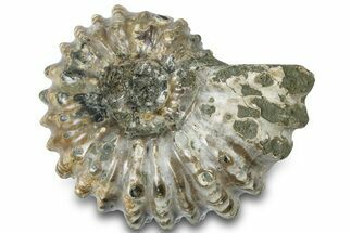 Bumpy Ammonite (Douvilleiceras) Fossil - Madagascar #308884