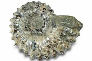 Bumpy Ammonite (Douvilleiceras) Fossil - Madagascar #308886