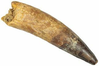 Real Spinosaurus Tooth - Composite Root #307999