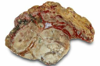 Polished Dinosaur Coprolite Nodule Section - Utah #307993
