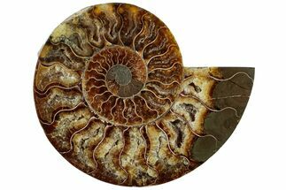 Cut & Polished Ammonite Fossil (Half) - Crystal Pockets #308197