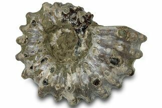 Bumpy Ammonite (Douvilleiceras) Fossil - Madagascar #308944