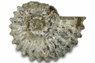 Bumpy Ammonite (Douvilleiceras) Fossil - Madagascar #308945