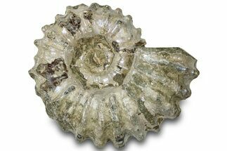 Bumpy Ammonite (Douvilleiceras) Fossil With Purple Iridescence #308949