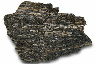 Fossil Dinosaur Bone Section - Bone Cabin Quarry, Wyoming #309256