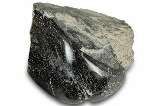 Polished Fossil Dinosaur Bone (Gembone) Section - Wyoming #309389