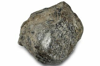 Polished Fossil Dinosaur Bone (Gembone) Section - Wyoming #309390