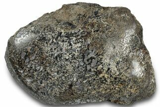 Polished Fossil Dinosaur Bone (Gembone) Section - Wyoming #309390