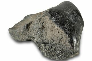 Polished Fossil Dinosaur Bone (Gembone) Section - Wyoming #309391