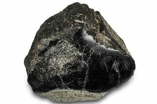 Polished Fossil Dinosaur Bone (Gembone) Section - Wyoming #309400