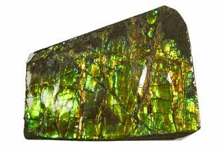 Iridescent Ammolite (Fossil Ammonite Shell) - Alberta, Canada #301681