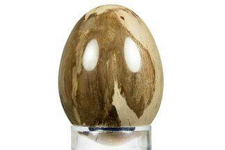 Colorful Polished Petrified Wood Egg - Philippines #309040