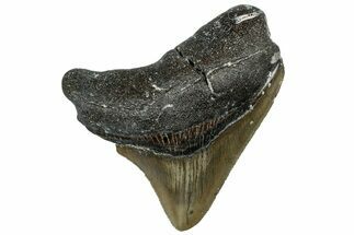 Serrated, Juvenile Megalodon Tooth - North Carolina #309522