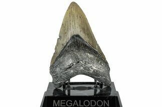 Fossil Megalodon Tooth - North Carolina #309499