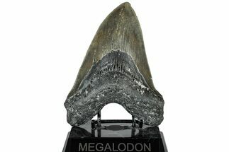 Serrated, Fossil Megalodon Tooth - North Carolina #309500