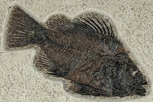 絶滅した古代魚の化石 priscacara