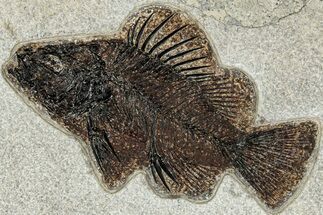 Fantastic Fossil Fish (Priscacara) - Wyoming #309846