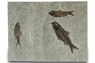 Multiple Fossil Fish (Knightia) Plate - Wyoming #309854