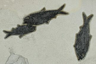 Plate of Three Fossil Fish (Knightia) - Wyoming #309843