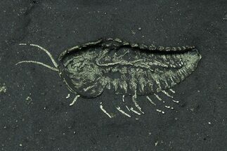 Pyritized Triarthrus Trilobite With Appendages - New York #309859