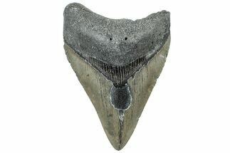 Serrated, Fossil Megalodon Tooth - North Carolina #309508