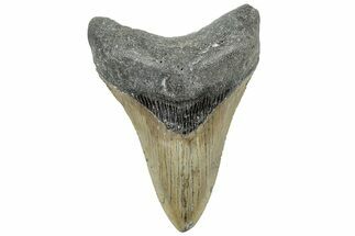 Serrated, Fossil Megalodon Tooth - North Carolina #309515