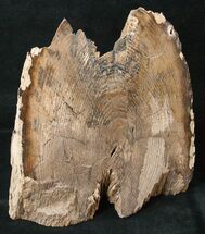 Free-Standing Petrified Wood (Ash) - McDermitt, OR #16900