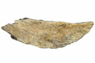 Fossil Tyrannosaur (T rex) Bone Section - Wyoming #309964