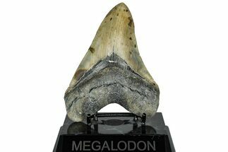 Serrated, Fossil Megalodon Tooth - North Carolina #309466