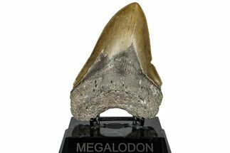 Serrated, Fossil Megalodon Tooth - North Carolina #309483