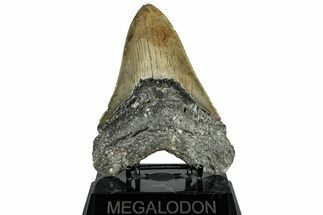 Serrated, Fossil Megalodon Tooth - North Carolina #309488