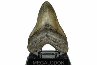 Serrated, Fossil Megalodon Tooth - South Carolina #310011