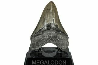 Serrated, Fossil Megalodon Tooth - South Carolina #310019