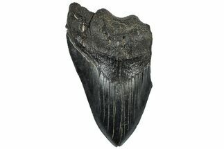 Partial Fossil Megalodon Tooth - Huge Tooth #310020