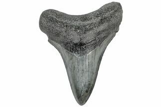 Serrated, Fossil Megalodon Tooth - South Carolina #310040